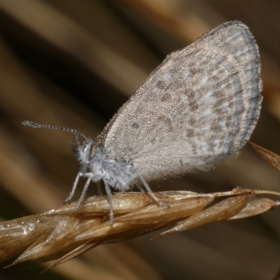 Zizina otis (Common Grass-Blue) at Freshwater Creek, VIC - 9 Feb 2023 by WendyEM