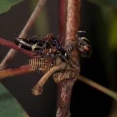 Iridomyrmex purpureus (Meat Ant) at Hawker, ACT - 27 Mar 2024 by AlisonMilton