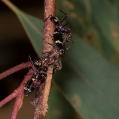 Iridomyrmex purpureus at Hawker, ACT - 27 Mar 2024