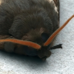 Oxycanus (genus) at Rosedale, NSW - 6 Jun 2024 11:12 PM