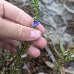 Stemodia florulenta (Bluerod, Bluetop) at Menindee, NSW - 30 May 2024 by Darcy