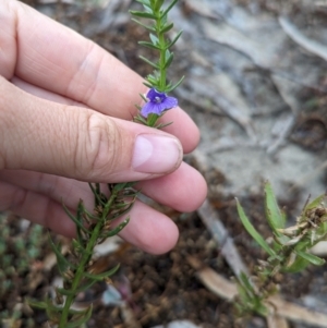 Stemodia florulenta at Menindee, NSW - 30 May 2024 02:15 PM