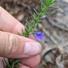 Stemodia florulenta at Menindee, NSW - 30 May 2024 02:15 PM