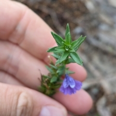 Stemodia florulenta at Menindee, NSW - 30 May 2024