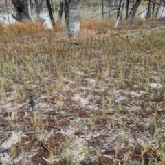 Stemodia florulenta at Menindee, NSW - 30 May 2024 02:15 PM