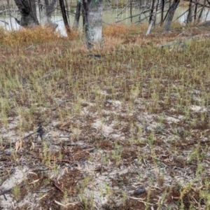 Stemodia florulenta at Menindee, NSW - 30 May 2024