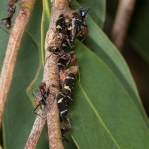 Eurymeloides punctata at Hawker, ACT - 27 Mar 2024