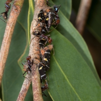 Eurymeloides punctata (Gumtree hopper) at Hawker, ACT - 27 Mar 2024 by AlisonMilton