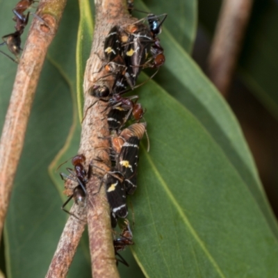 Eurymeloides punctata (Gumtree hopper) at Hawker, ACT - 27 Mar 2024 by AlisonMilton