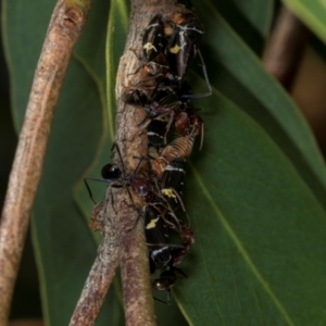 Eurymeloides punctata at Hawker, ACT - 27 Mar 2024