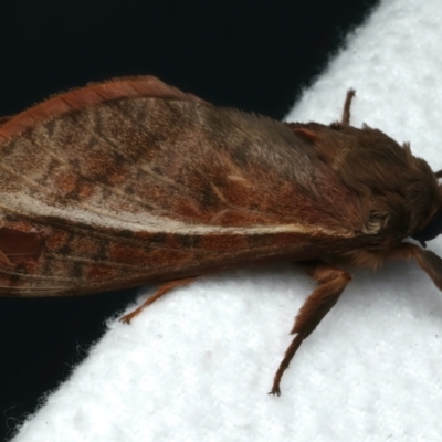 Oxycanus dirempta (Variable Oxycanus) at Rosedale, NSW - 6 Jun 2024 by jb2602