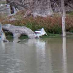 Pelecanus conspicillatus (Australian Pelican) at Menindee, NSW - 30 May 2024 by Darcy