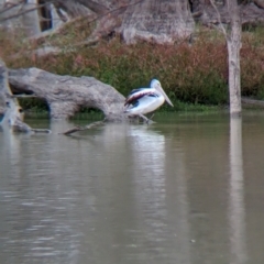 Pelecanus conspicillatus at Menindee, NSW - 30 May 2024 02:16 PM