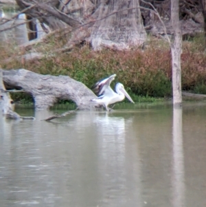 Pelecanus conspicillatus at Menindee, NSW - 30 May 2024 02:16 PM