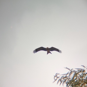 Milvus migrans at Sunset Strip, NSW - 30 May 2024 02:50 PM