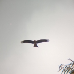 Milvus migrans at Sunset Strip, NSW - 30 May 2024