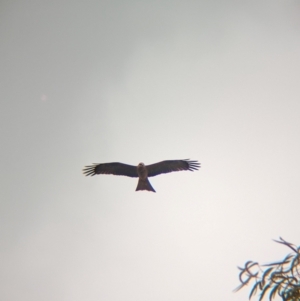 Milvus migrans at Sunset Strip, NSW - 30 May 2024 02:50 PM