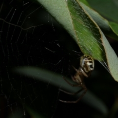 Phonognatha graeffei (Leaf Curling Spider) at WendyM's farm at Freshwater Ck. - 9 Feb 2023 by WendyEM