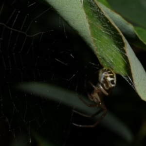 Phonognatha graeffei at WendyM's farm at Freshwater Ck. - 9 Feb 2023 10:25 PM