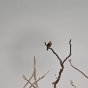 Haliastur sphenurus at Sunset Strip, NSW - 30 May 2024