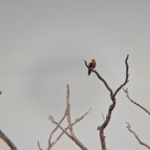 Haliastur sphenurus at Sunset Strip, NSW - 30 May 2024