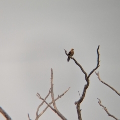 Haliastur sphenurus at Sunset Strip, NSW - 30 May 2024