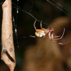 Phonognatha graeffei (Leaf Curling Spider) at WendyM's farm at Freshwater Ck. - 9 Feb 2023 by WendyEM