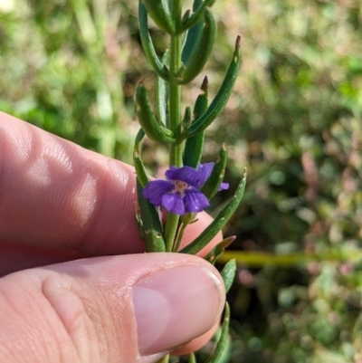 Stemodia florulenta (Bluerod, Bluetop) at Anabranch South, NSW - 31 May 2024 by Darcy