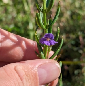 Stemodia florulenta at Anabranch South, NSW - 31 May 2024