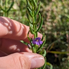 Stemodia florulenta at Anabranch South, NSW - 31 May 2024 11:11 AM