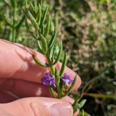 Stemodia florulenta at Anabranch South, NSW - 31 May 2024