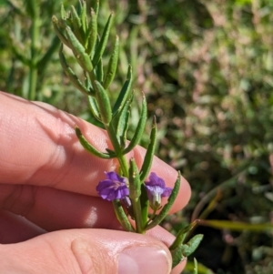 Stemodia florulenta at Anabranch South, NSW - 31 May 2024