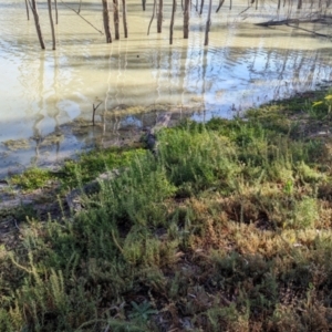 Stemodia florulenta at Anabranch South, NSW - 31 May 2024 11:11 AM