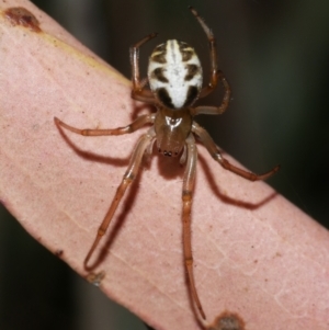 Phonognatha graeffei at WendyM's farm at Freshwater Ck. - 9 Feb 2023