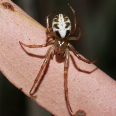 Phonognatha graeffei (Leaf Curling Spider) at Freshwater Creek, VIC - 9 Feb 2023 by WendyEM