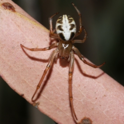 Phonognatha graeffei (Leaf Curling Spider) at WendyM's farm at Freshwater Ck. - 9 Feb 2023 by WendyEM