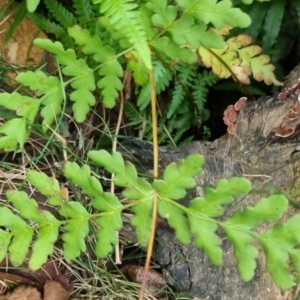 Histiopteris incisa at Monga National Park - 30 May 2024