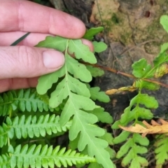 Histiopteris incisa at Monga National Park - 30 May 2024