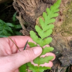 Histiopteris incisa at Monga National Park - 30 May 2024