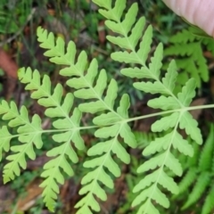 Histiopteris incisa at Monga National Park - 30 May 2024