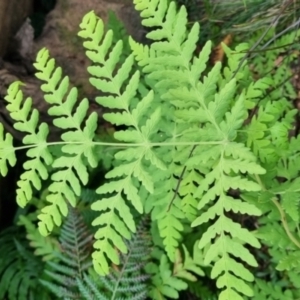 Histiopteris incisa at Monga National Park - 30 May 2024