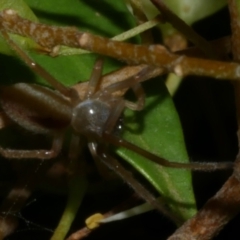 Cheiracanthium sp. (genus) (Unidentified Slender Sac Spider) at WendyM's farm at Freshwater Ck. - 9 Feb 2023 by WendyEM