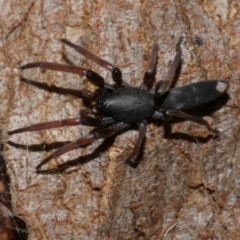 Lampona sp. (genus) at Freshwater Creek, VIC - 9 Feb 2023 by WendyEM