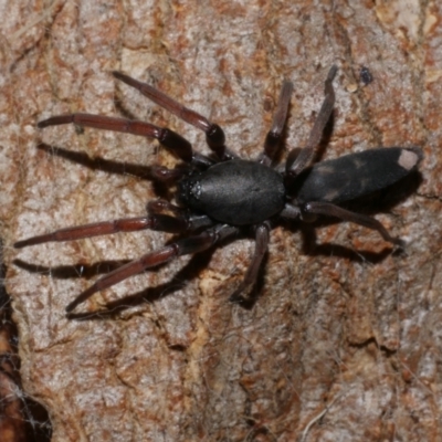 Lampona sp. (genus) (White-tailed spider) at Freshwater Creek, VIC - 9 Feb 2023 by WendyEM