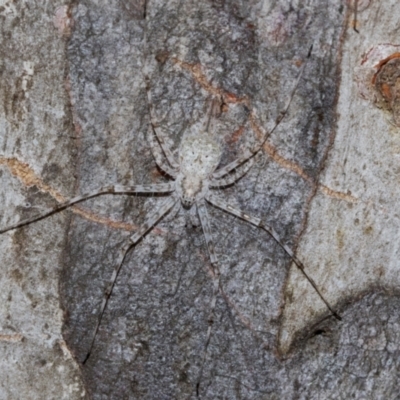 Tamopsis eucalypti (A two-tailed spider) at Higgins, ACT - 1 Apr 2024 by AlisonMilton