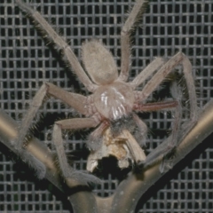 Delena cancerides (Social huntsman spider) at WendyM's farm at Freshwater Ck. - 9 Feb 2023 by WendyEM