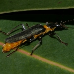 Chauliognathus lugubris (Plague Soldier Beetle) at Freshwater Creek, VIC - 9 Feb 2023 by WendyEM