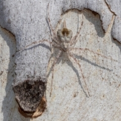 Tamopsis sp. (genus) (Two-tailed spider) at Higgins, ACT - 1 Apr 2024 by AlisonMilton