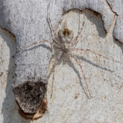 Tamopsis sp. (genus) (Two-tailed spider) at Higgins, ACT - 1 Apr 2024 by AlisonMilton