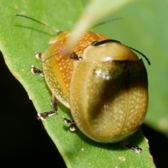 Paropsisterna cloelia (Eucalyptus variegated beetle) at WendyM's farm at Freshwater Ck. - 9 Feb 2023 by WendyEM